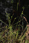 Sulphur sedge